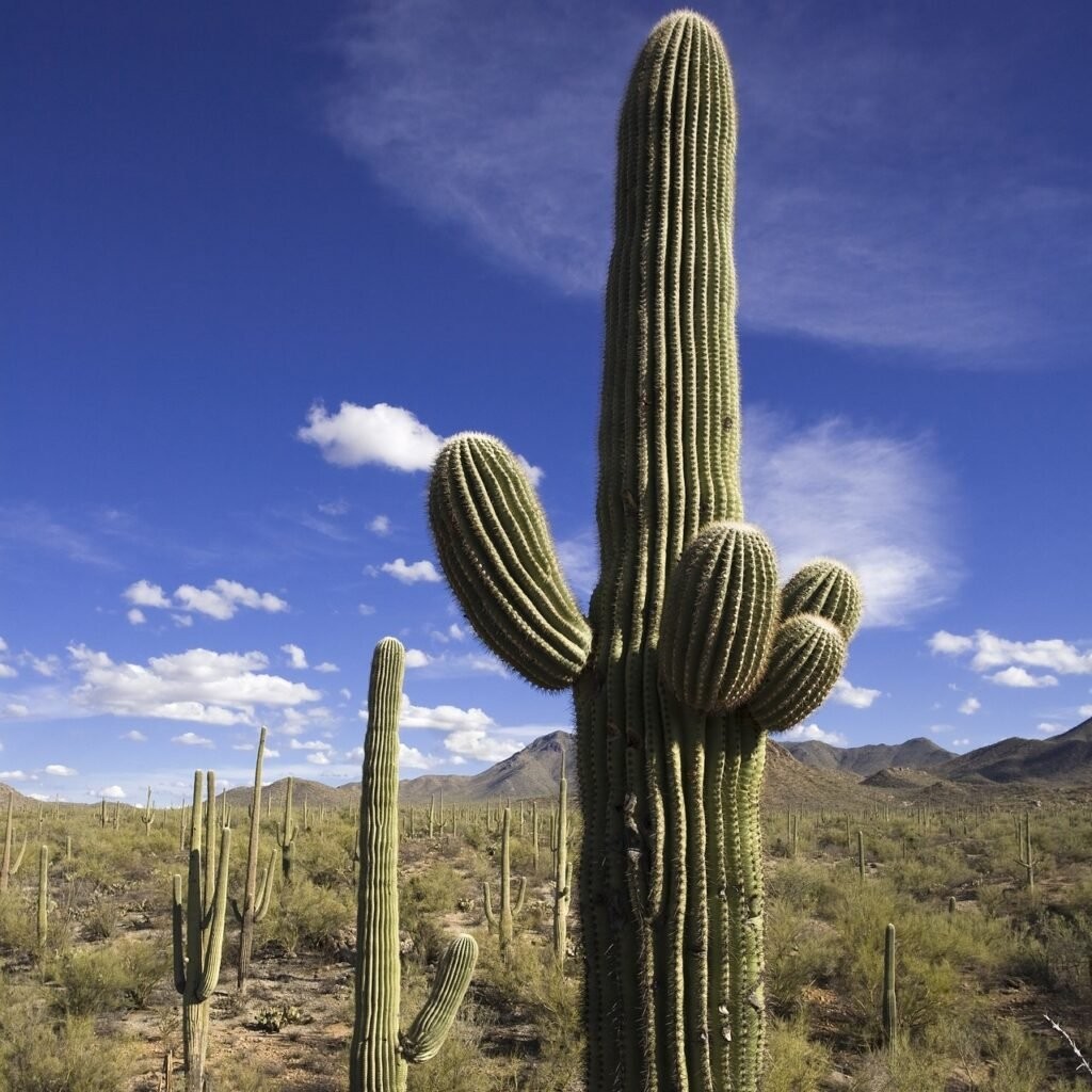 saguraro cactus in the sonoran desert